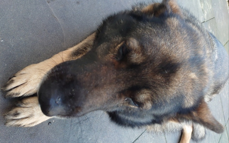 Zbiórka Pomóż Lunie pokonać raka - zdjęcie główne