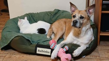 Zbiórka Uratujmy wzrok Balbinki - miniaturka zdjęcia