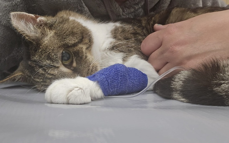 Zbiórka Ratunku Miłka walczy o życie - zdjęcie główne