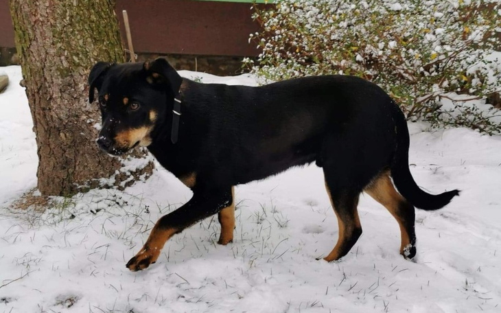 Zbiórka Wsparcie psa z PKP Łuków - zdjęcie główne