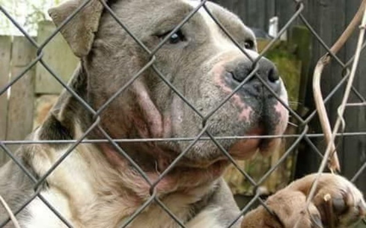 Pies patrzący przez ogrodzenie.