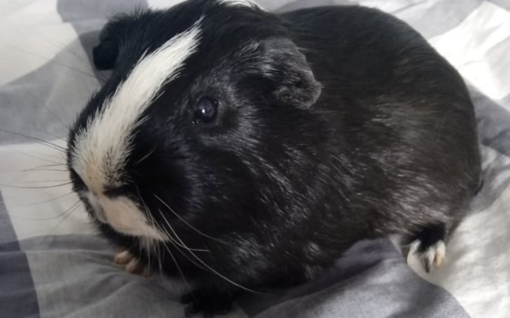 Zbiórka Leczenie Nero - zdjęcie główne