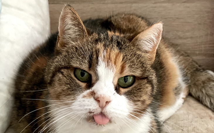 Kot leżący na kanapie, wystawiający język.