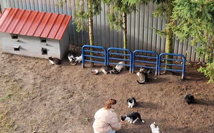 Zbiórka Kastracja bezdomniaków - zdjęcie główne