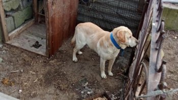 Zbiórka Ratunek dla Aresa - miniaturka zdjęcia