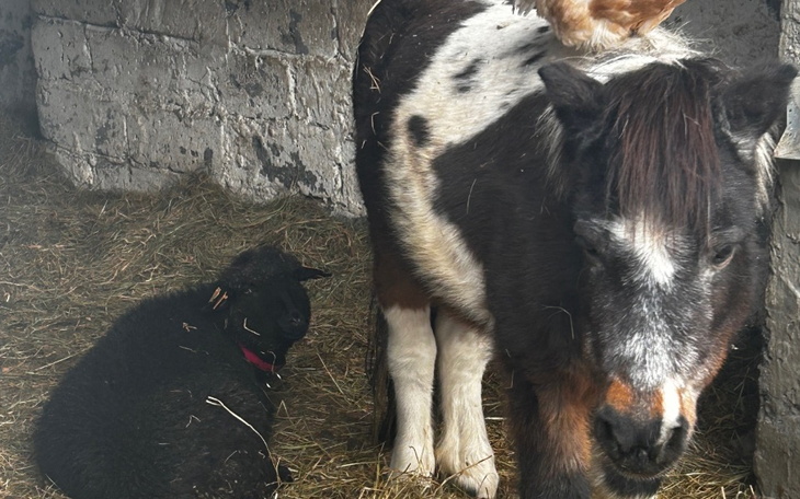 Kucyk i owca odpoczywają w stajni, otoczeni sianem.
