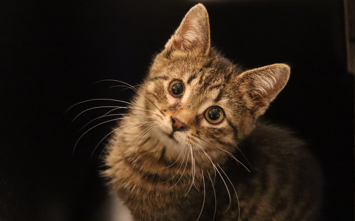 Mały kotek z ciekawskim spojrzeniem, na ciemnym tle.