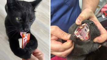 Zbiórka Stomatolog na cito! - miniaturka zdjęcia