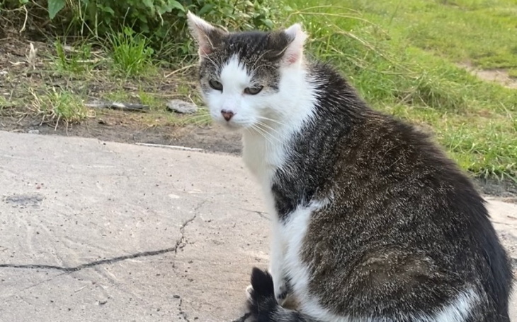 Zbiórka Uratuj Kitulke - zdjęcie główne