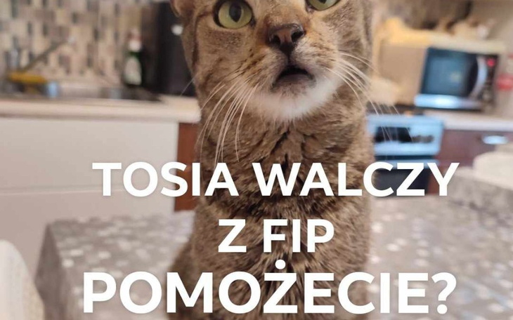 Zbiórka Nadzieja Tosi umiera ostatnia.. - zdjęcie główne