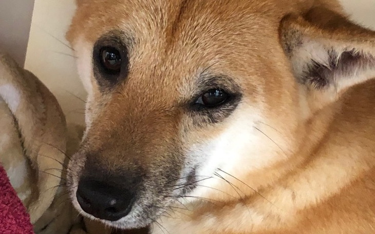 Zbiórka Na leczenie Sumisi - zdjęcie główne