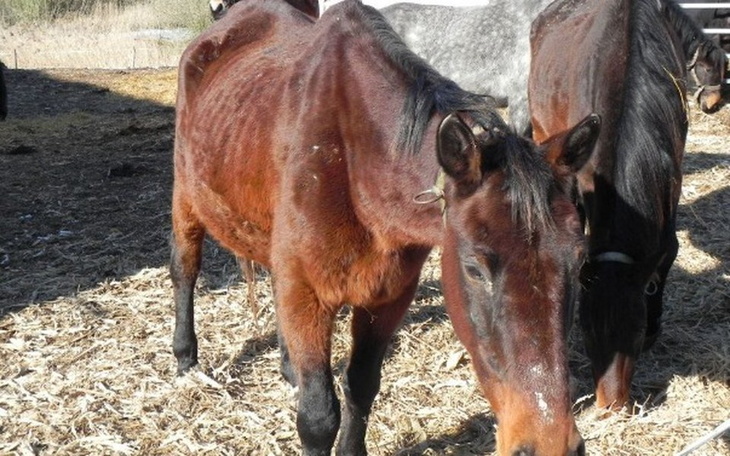 Zbiórka my też  ratujemy konie - zdjęcie główne