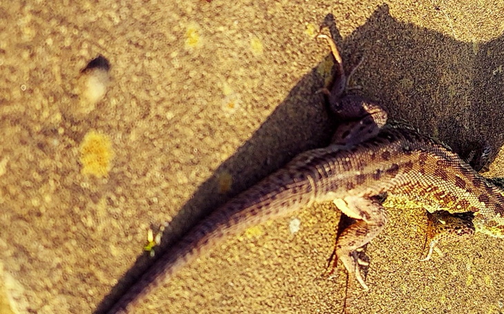 Zbiórka Na ukrainęfxxxx - zdjęcie główne