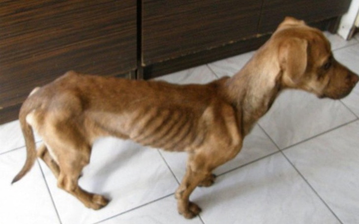 Zbiórka Karma dla zwierząt - zdjęcie główne