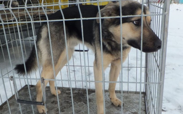 Zbiórka Pomagamy zwierzętom w schronisku - zdjęcie główne
