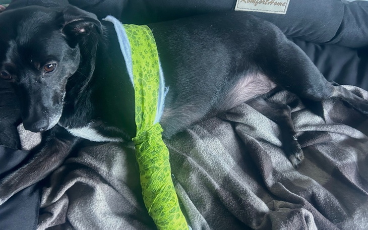 Czarny pies z opatrunkiem na nodze, leży na kanapie.