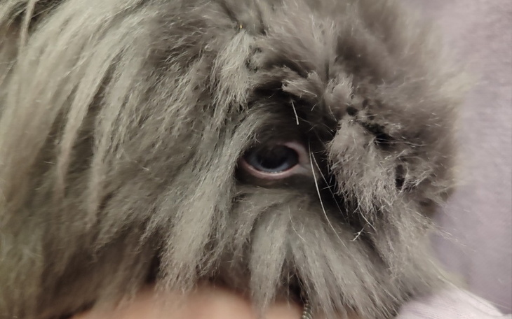 Zbiórka Na kruliczka - zdjęcie główne