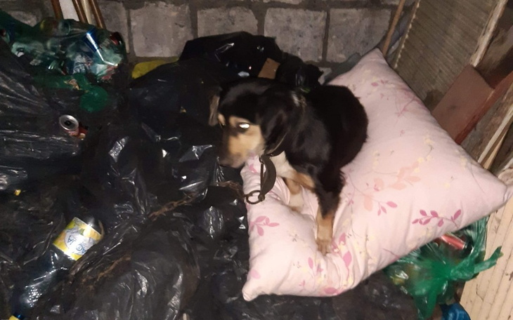 Zbiórka Psy w potrzebie - zdjęcie główne