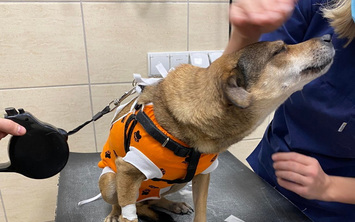 Zbiórka Kastracja Soni i Miss Rozalki - zdjęcie główne