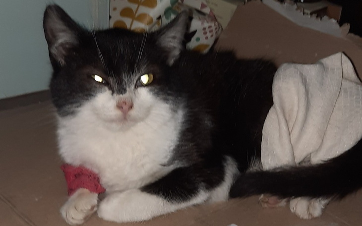 Zbiórka Operacja jelita grubego - zdjęcie główne