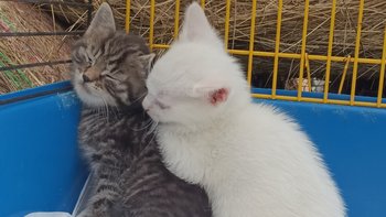 Zbiórka Na leczenie i sianko - miniaturka zdjęcia