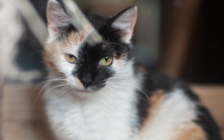 Kot o tricolorowym futrze, patrzący w obiektyw.