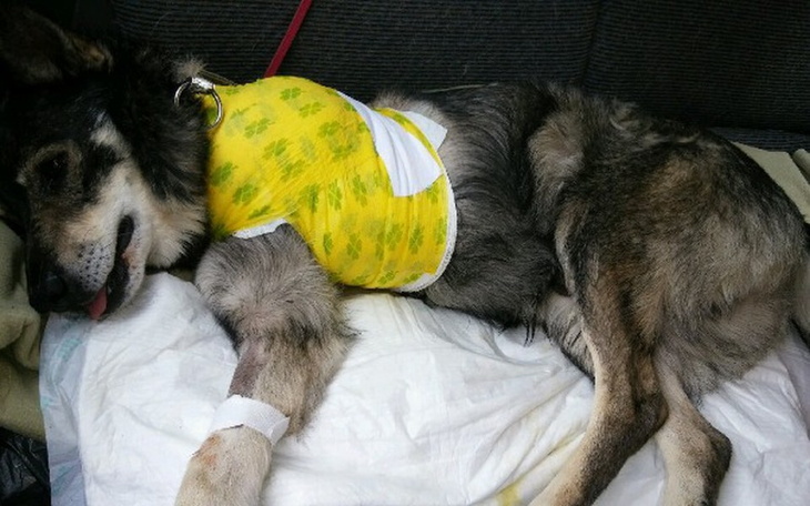 Zbiórka Operacja Robina - zdjęcie główne