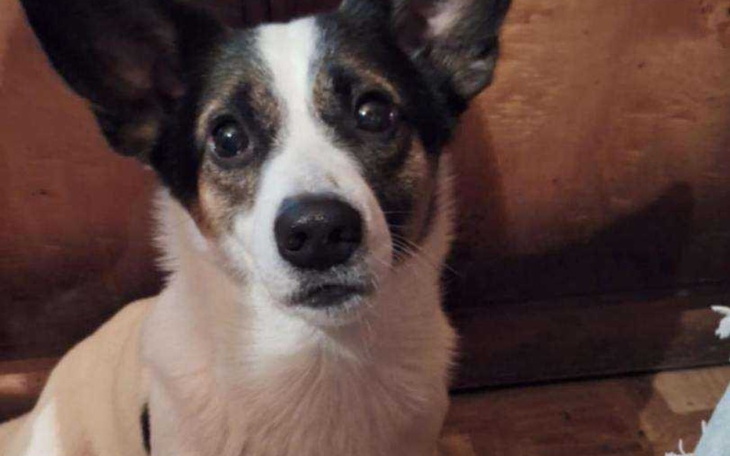 Pies z dużymi uszami, patrzący z zaciekawieniem.