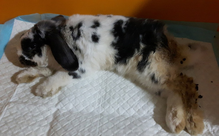 Zbiórka Pepe- pomóżmy mu stanąć na łapki - zdjęcie główne