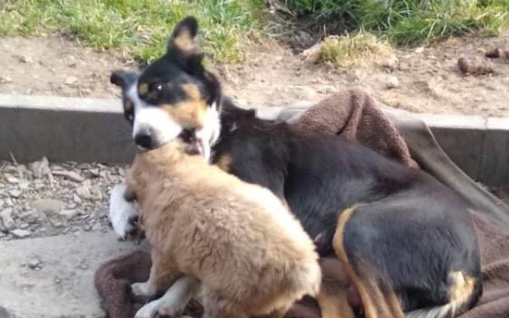 Zbiórka Usunięcie guza na brzuchu - zdjęcie główne