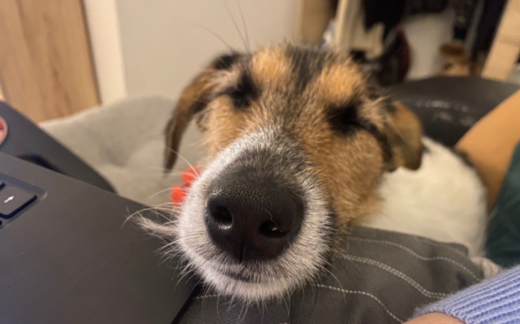 Śpiący pies z zamkniętymi oczami.