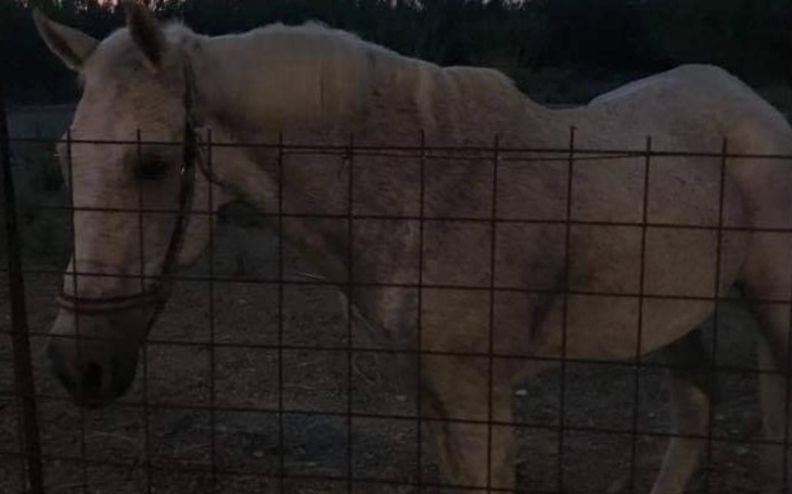 Zbiórka Perła od zawsze czuła tylko głód - zdjęcie główne