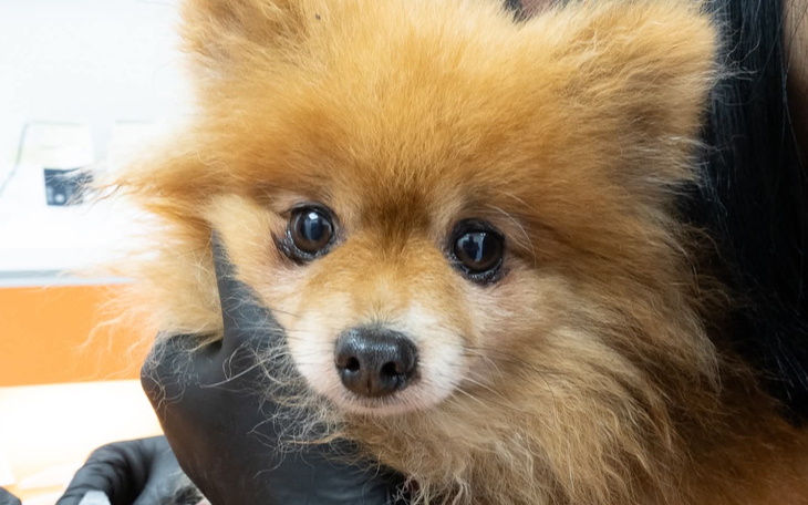 Piesek rasy Pomeranian trzymany w rękach.