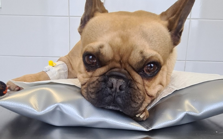 Zbiórka Operacja kręgosłupa Fado - zdjęcie główne