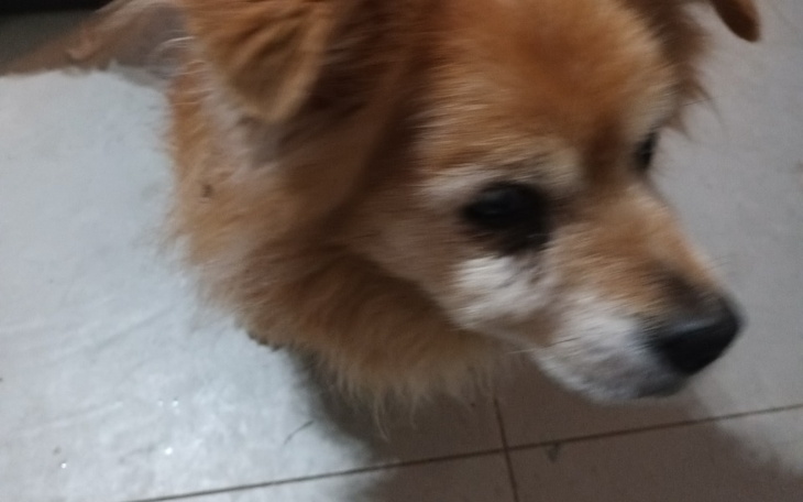 Zbiórka Naprawa zębów u staruszka Stasia - zdjęcie główne