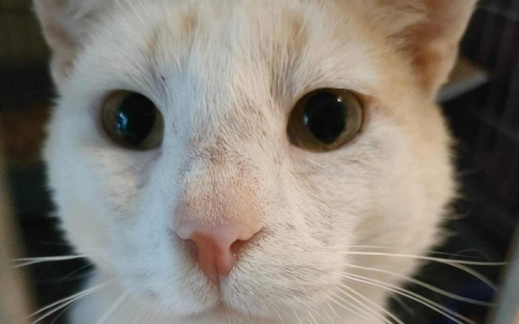 Biały kot z dużymi oczami, patrzący w obiektyw.