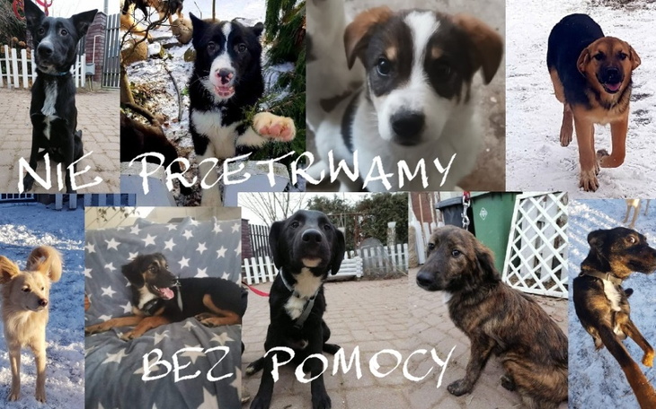 Zbiórka Nie przetrwamy bez pomocy - zdjęcie główne