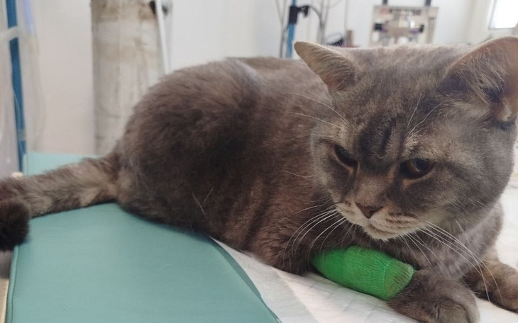 Kot z opatrunkiem na łapie, leży na stole.