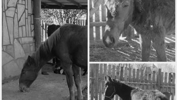 Zbiórka Na Pomoc Jankowi i Jurkowi - miniaturka zdjęcia