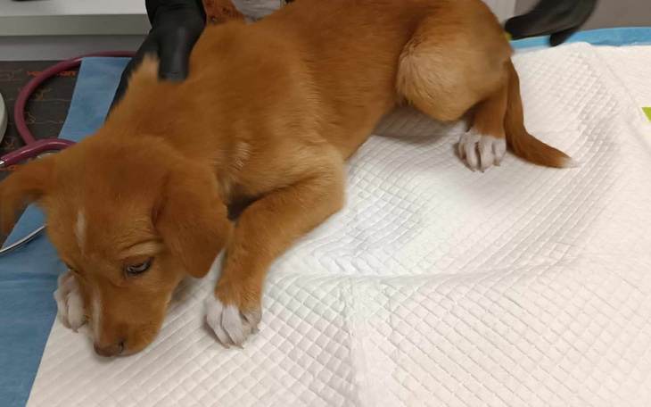 Zbiórka Walka z koszmarną parwowirozą - zdjęcie główne