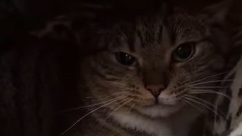 Zbiórka Bazarek SOFIA - miniaturka zdjęcia