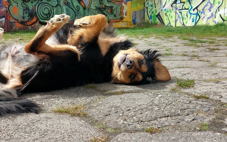 Zbiórka Operacja tajfunka - zdjęcie główne