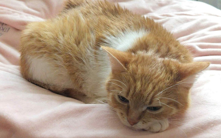 Rudy kot leżący na różowym kocu, z zamkniętymi oczami.