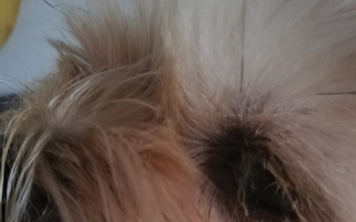 Zbiórka Pomoc przy operacji na oko Lili. - zdjęcie główne