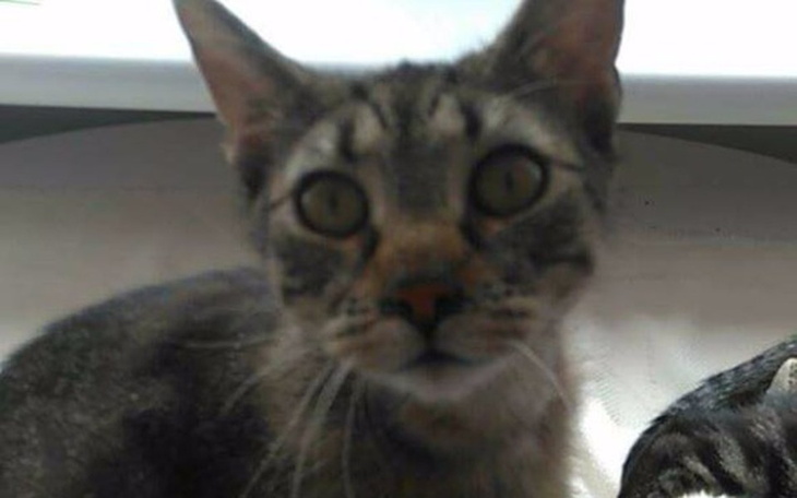 Zbiórka Mruczek potrzebuje pomocy! - zdjęcie główne