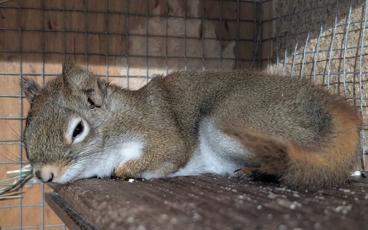 Słodka wiewiórka leżąca na drewnianej półce.