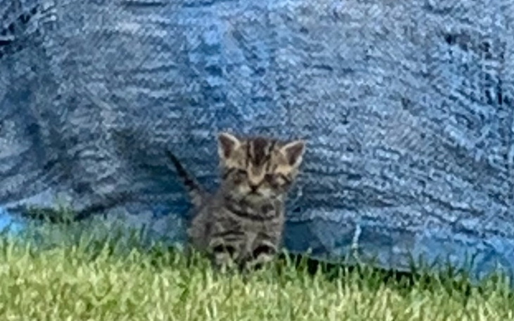 Zbiórka Zbieramy na rzeczy dla kotków - zdjęcie główne