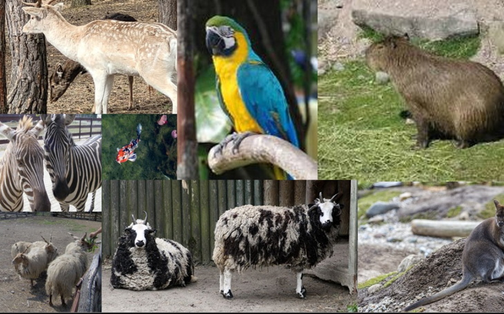 Zbiórka Na Prywatne ZOO - zdjęcie główne