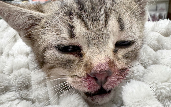 Kotek z raną na pyszczku, leżący na miękkim kocyku.