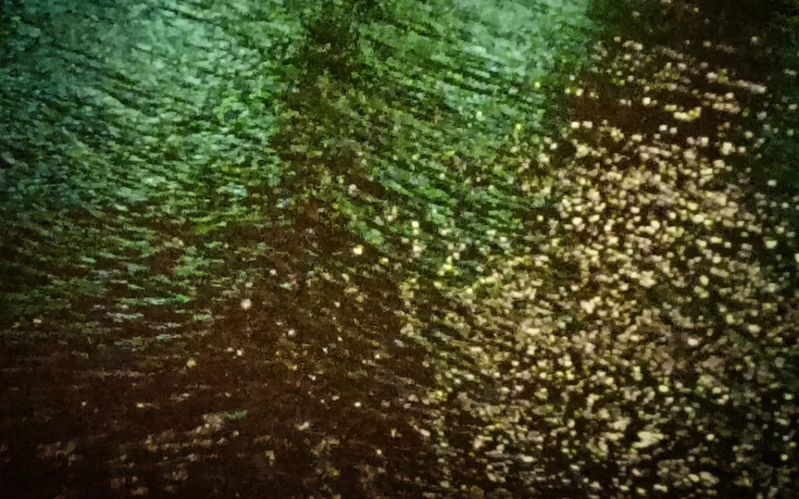 Zbiórka Zarybienia Odry Wrocław dolnoślą - zdjęcie główne